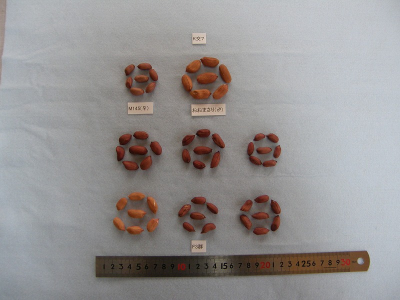交配組合せと後代１