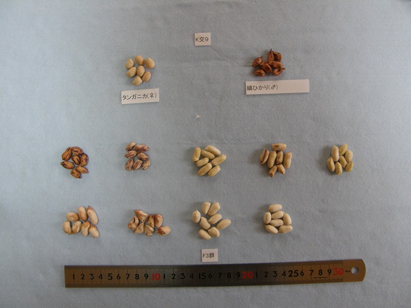 交配組合せと後代3