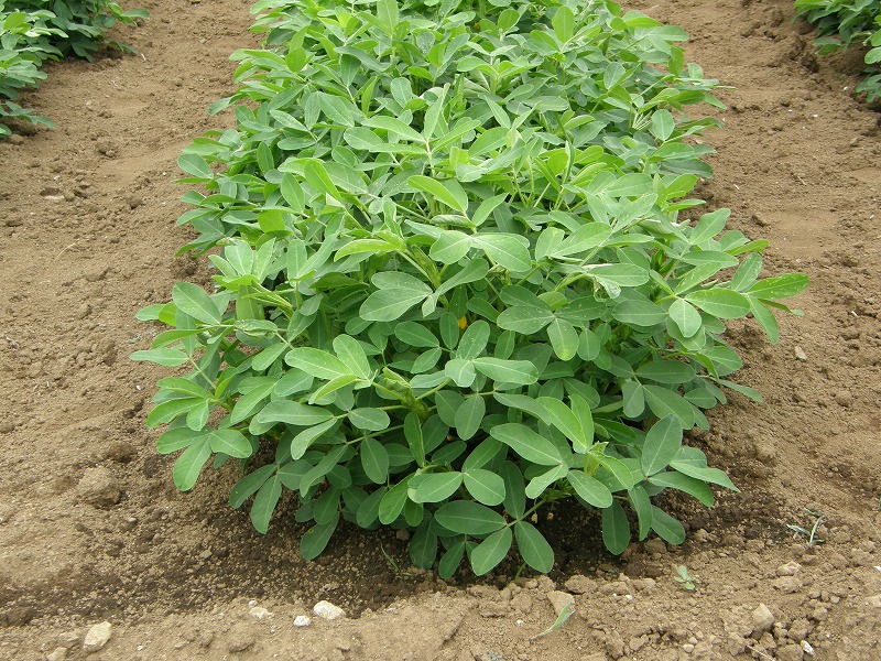 「愛の香り」の生育