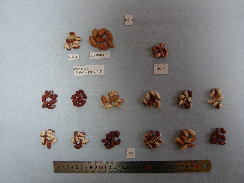 交配組合せと後代5