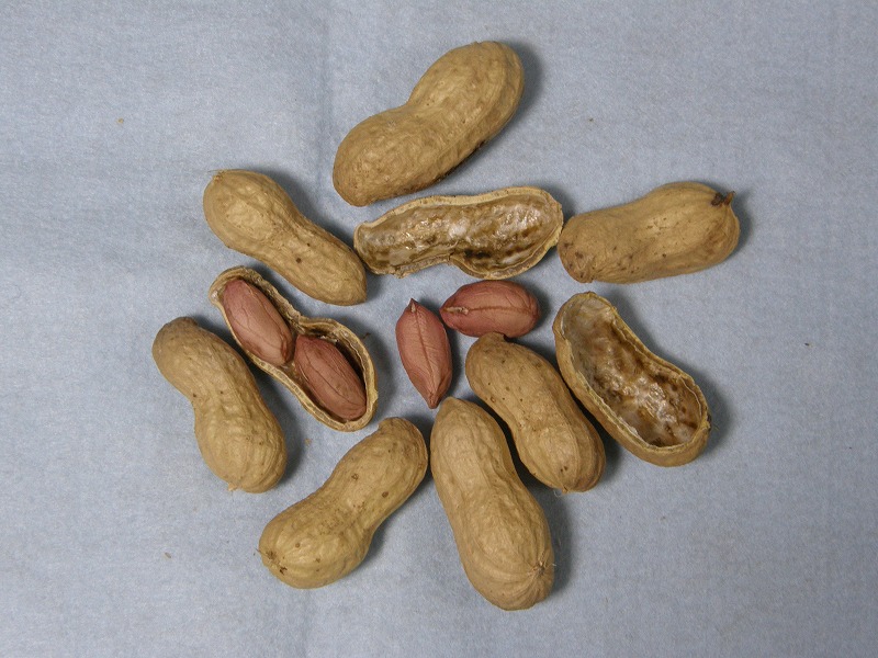 愛の香り（育成N0.1）