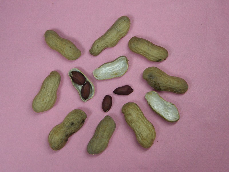 はついろ（育成No.2）