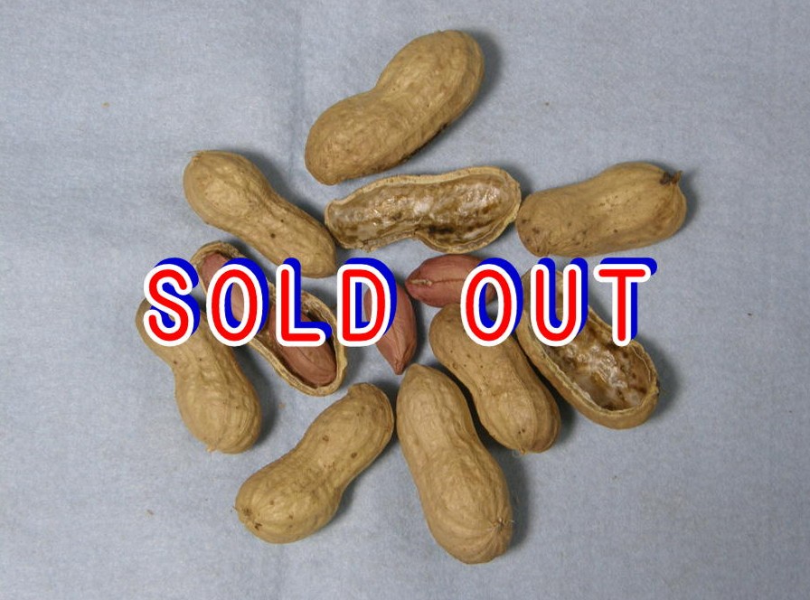 愛の香り（育成N0.1）