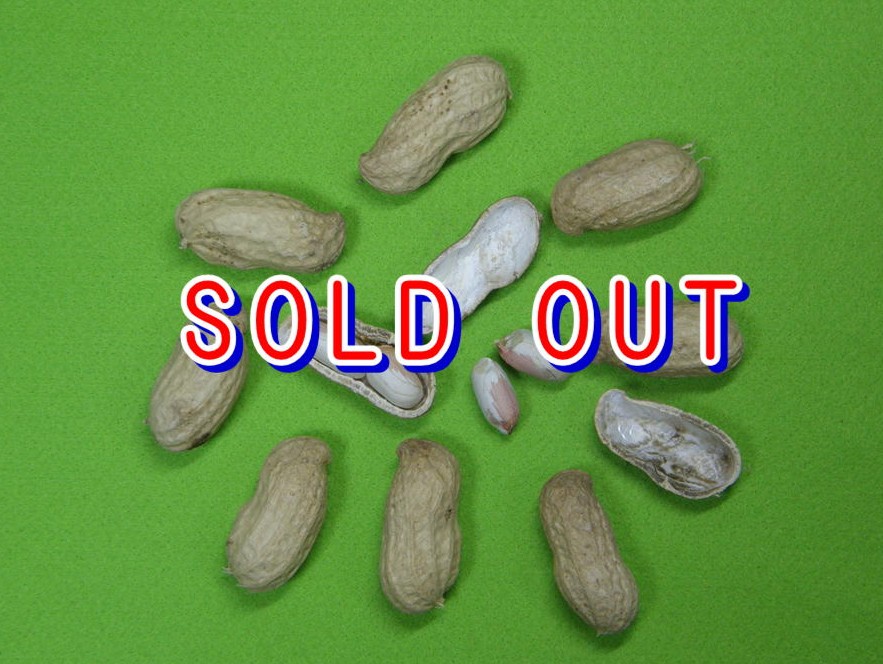 美の道（育成No.3)