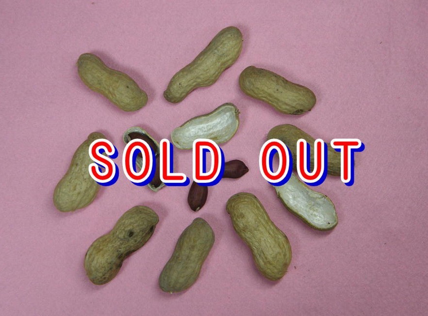 はついろ（育成No.2）